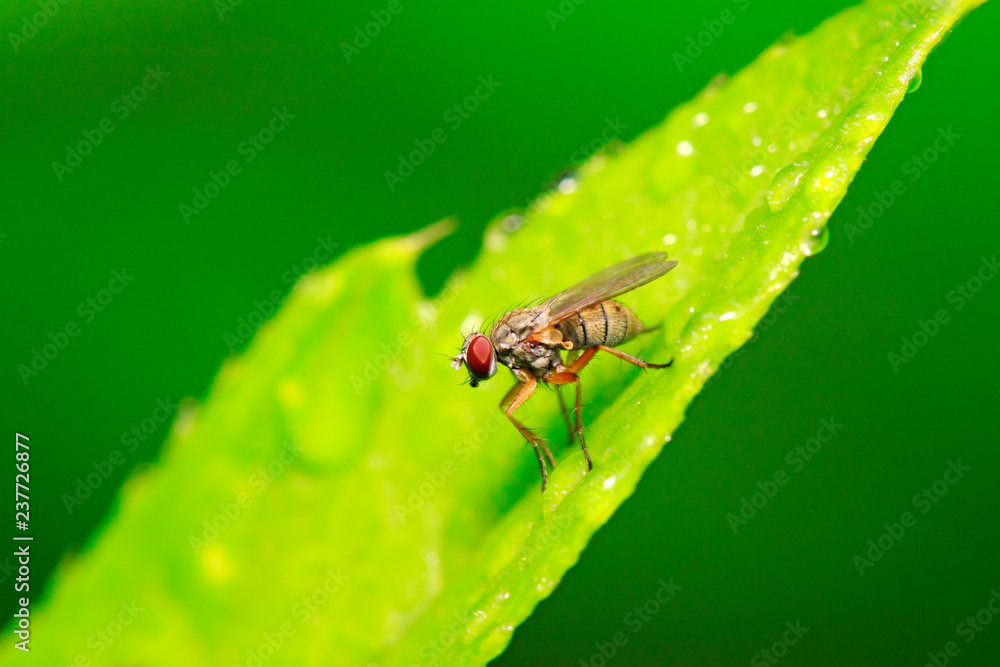 tachinid tachinid