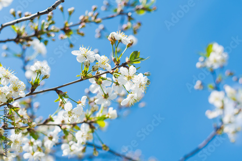 cherry blossom in spring