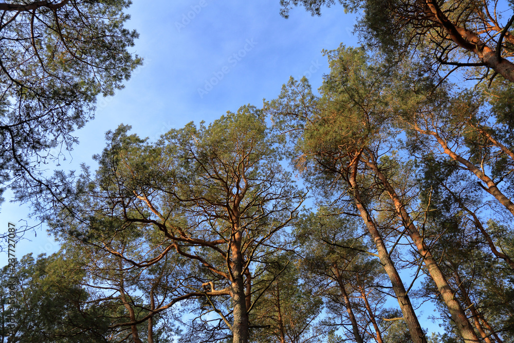 Fototapeta premium Beautiful Baltic forest landscape in late autumn. Curonian Spit, Russia
