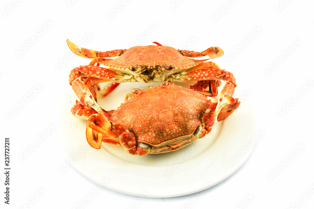 steam crab isolated on white background / cooked crab steamed seafood steam crab isolated on white background / cooked crab steamed seafood