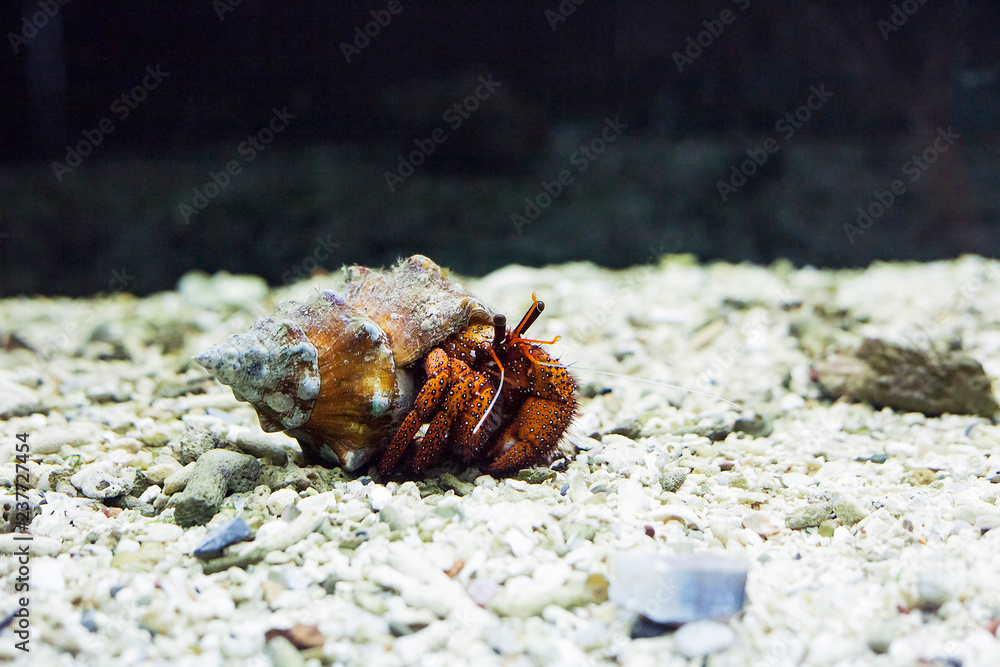 Hermit crab in shell. Dardanus megistos in aquarium