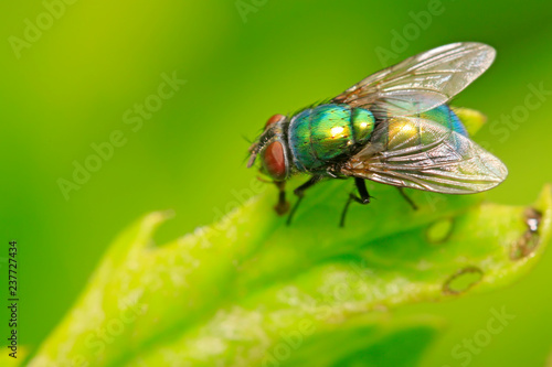 Calliphora erythrocephala on plant