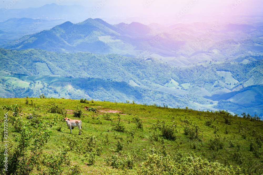 Obraz premium landscape cow mountain grazing on hills meadow tree and mud pond on mountain