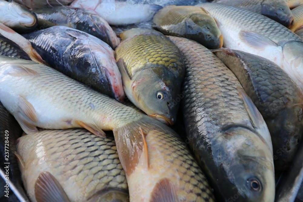 Fresh fish Carp. Catch of carp fishes Fresh fish Carp. Catch of carp fishes