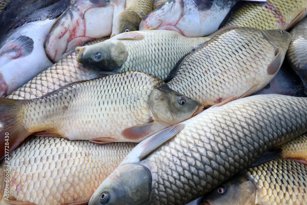 Fresh fish Carp. Catch of carp fishes Fresh fish Carp. Catch of carp fishes