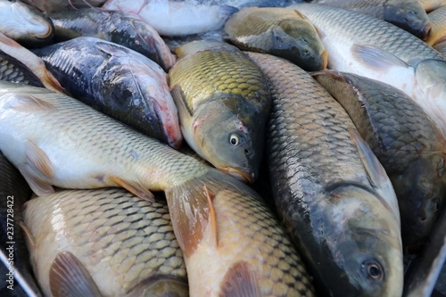 Fresh fish Carp. Catch of carp fishes