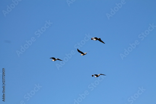 vol d'oiseaux © isabelle