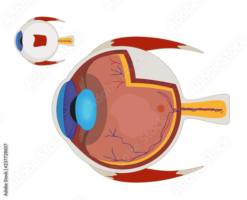 Eye