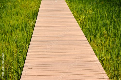 A wooden bridge in green rice field 