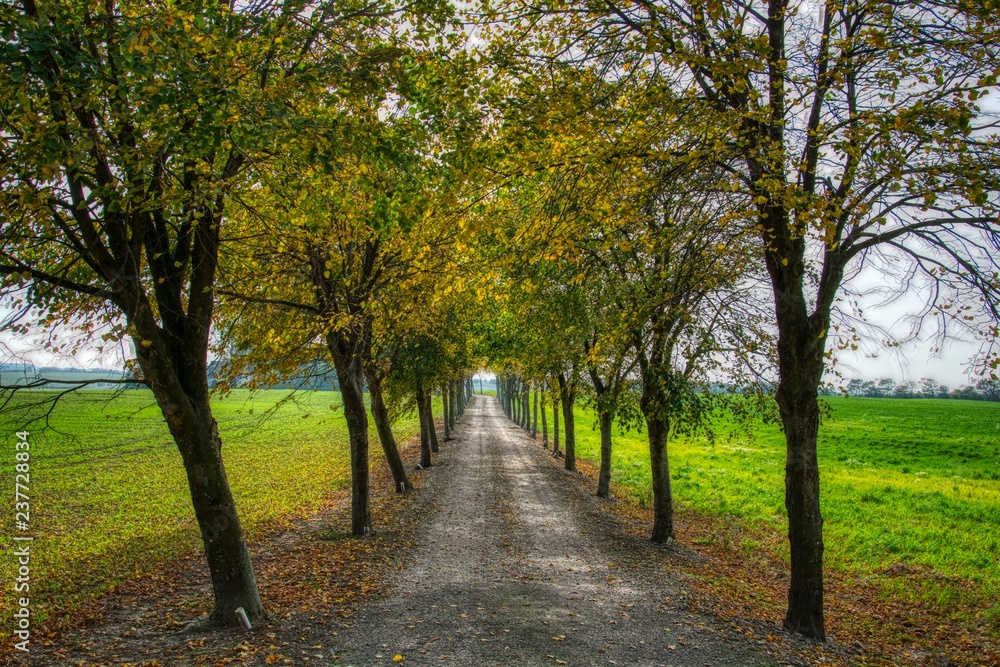 Naklejka premium Country lane