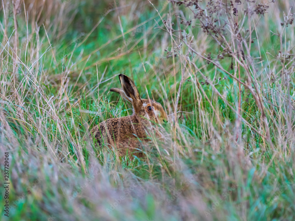 A European hare (Lepus europaeus) or brown hare hiding in long grass in a field A European hare (Lepus europaeus) or brown hare hiding in long grass in a field