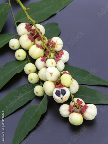 Star gooseberry or Pak-wan seed on black plate, Scientific is (Sauropus androgynus (L.) Merr.) photo