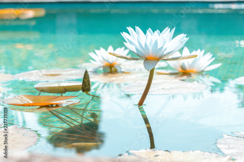 Flower garden lilly water pool 