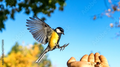 Canvas-taulu Tomtit is flying, autumn in Siberia, Tomsk.