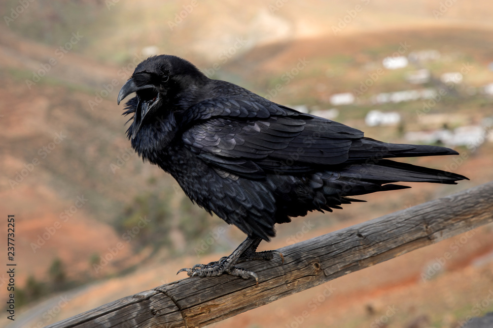 Fototapeta premium Raven close up, black Raven bird