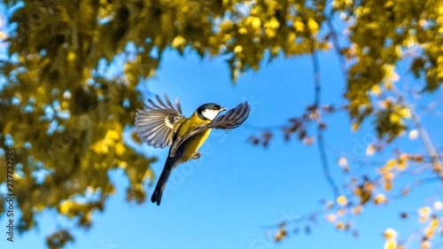 Canvas-taulu Tomtit is flying, autumn in Siberia, Tomsk.
