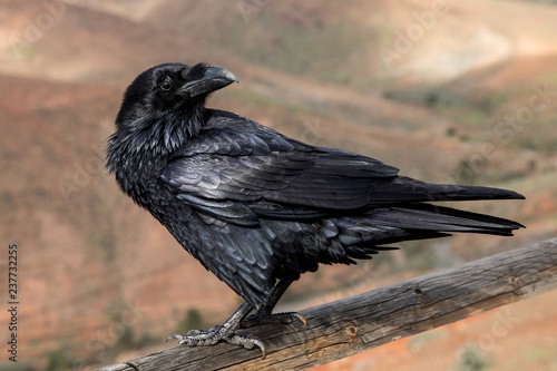 Fotografie Raven close up, black Raven bird