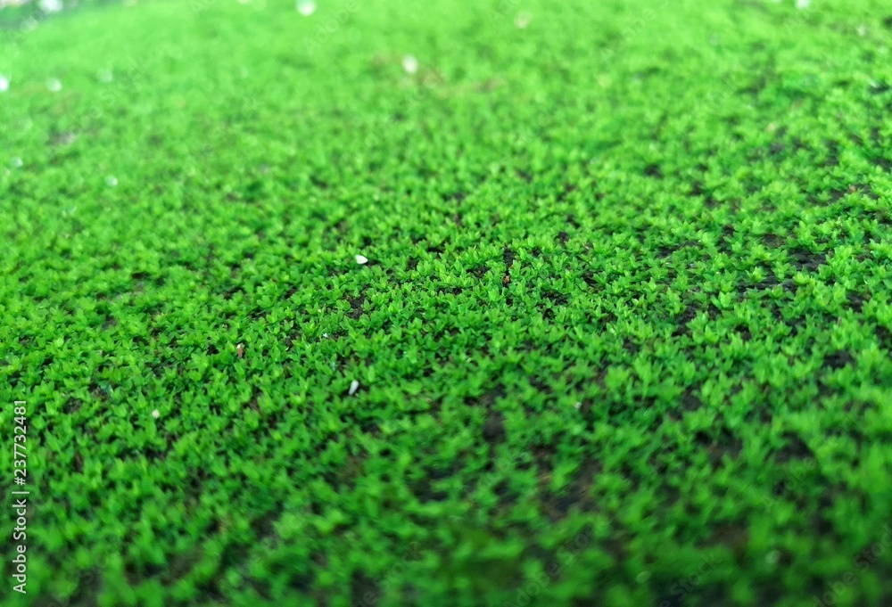 Naklejka premium Small grass