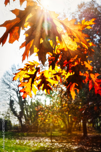 Autumn leaves sun rays