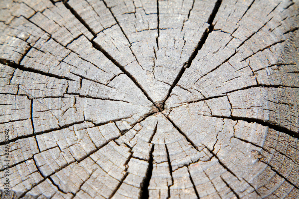 Fototapeta premium Black sleeper cross-section texture