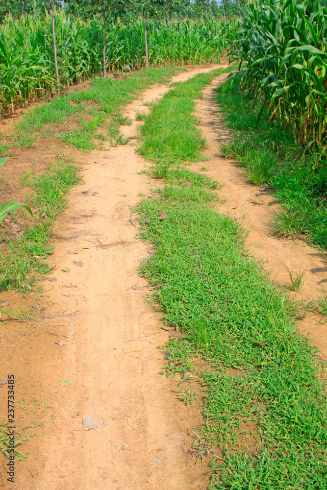 Roads and crops Roads and crops