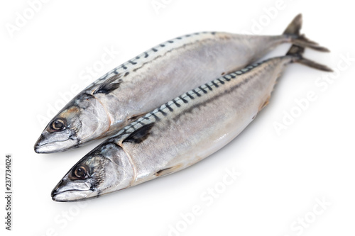 raw mackerel fish