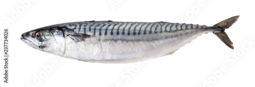 raw mackerel fish photo