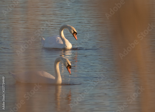 swans on lake