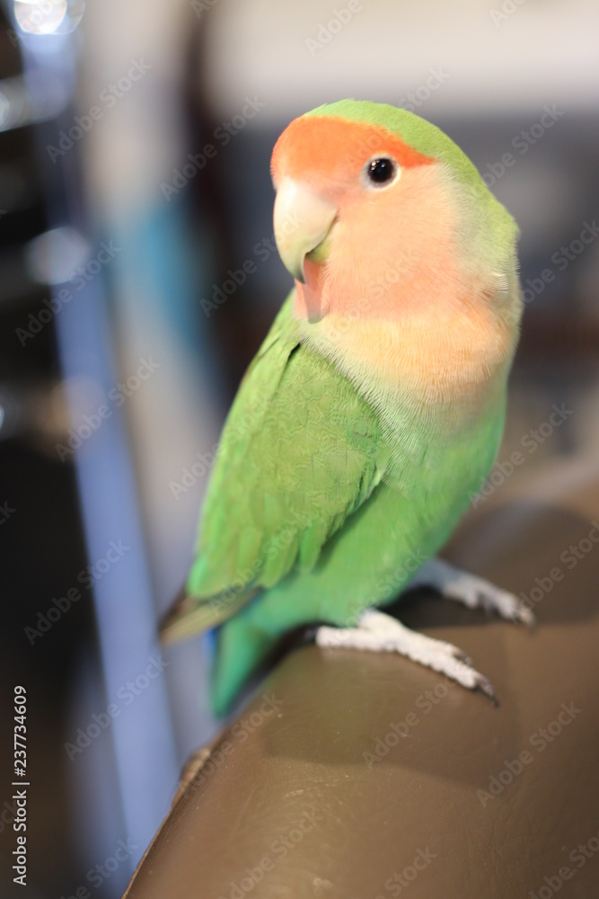 ラブバード 小桜インコ Stock 写真 Adobe Stock