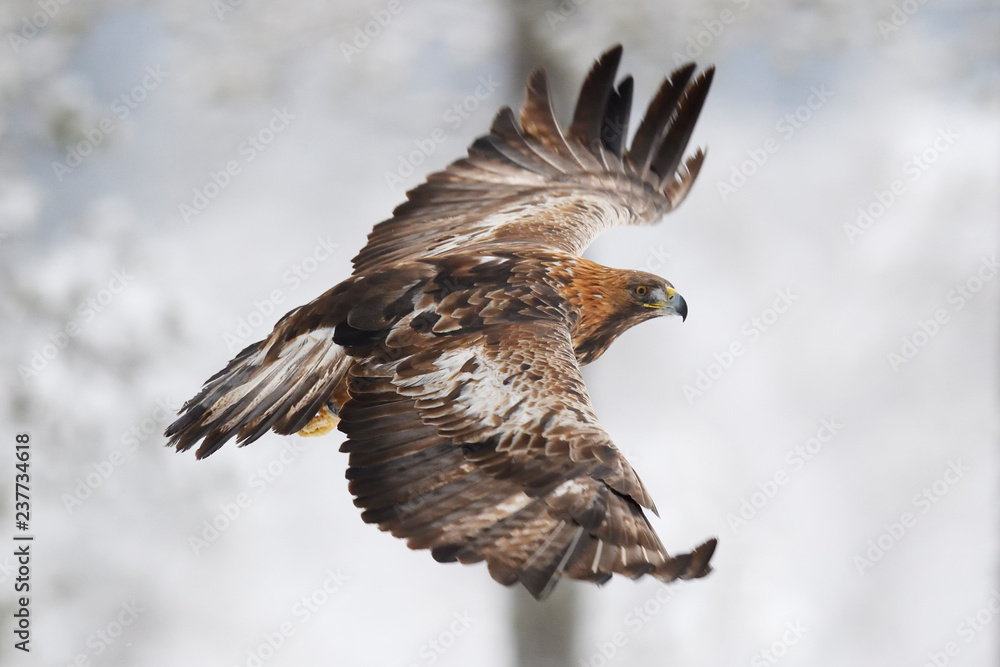 Close up of golden eagle bird flying in sky
