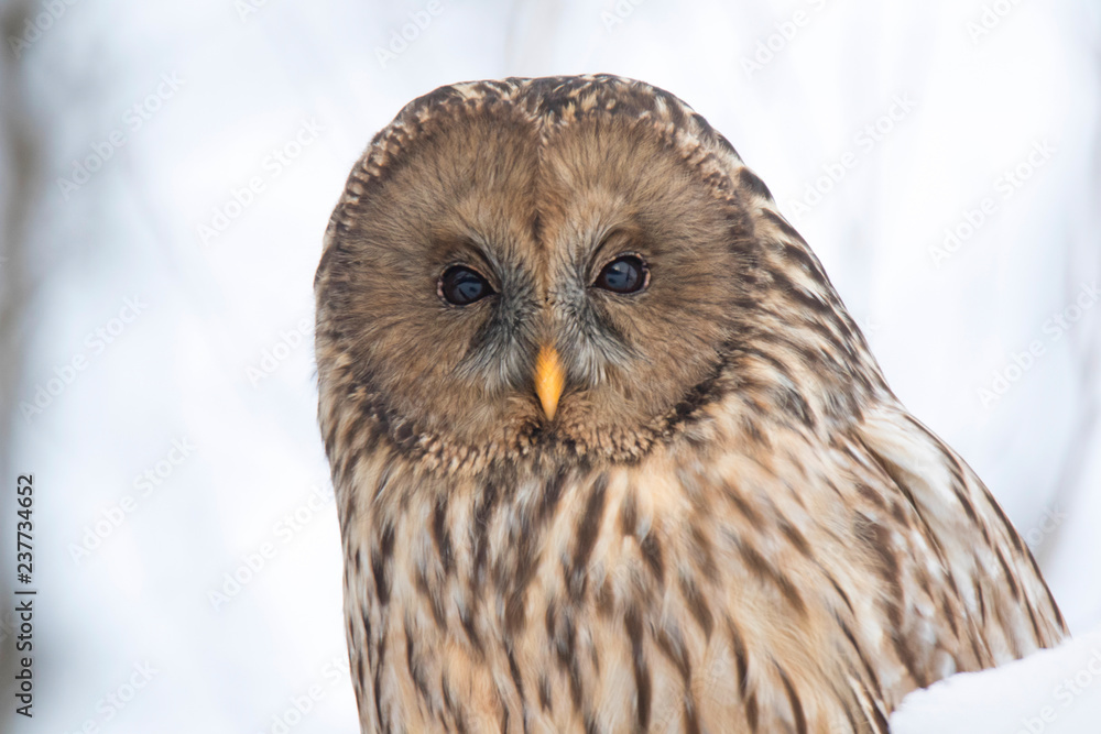 Fototapeta premium portrait of an owl