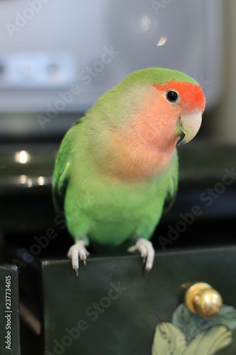 ラブバード・小桜インコ