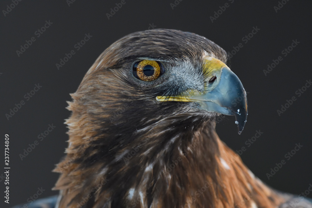 Close up of golden eagle bird Close up of golden eagle bird
