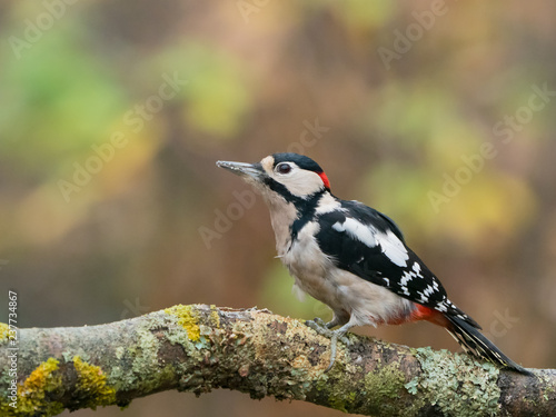 Great Spotted Woodpecker Male © suerob