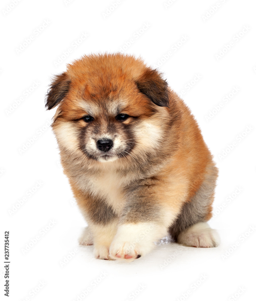 Fototapeta premium Akita Inu puppy dog on white background