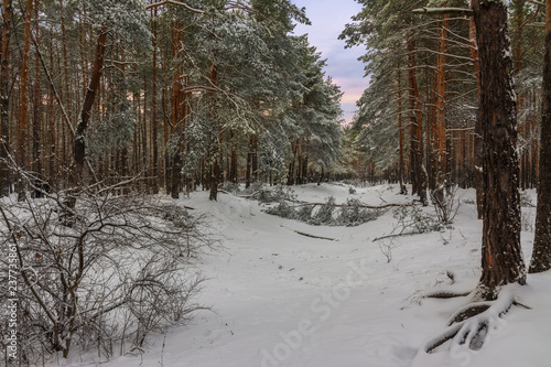 Wallpaper Mural snow. winter. snow covered trees. coldly. Torontodigital.ca