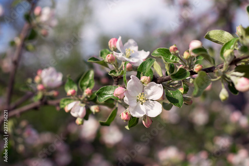 Close up Apple tree in bloom in spring garden