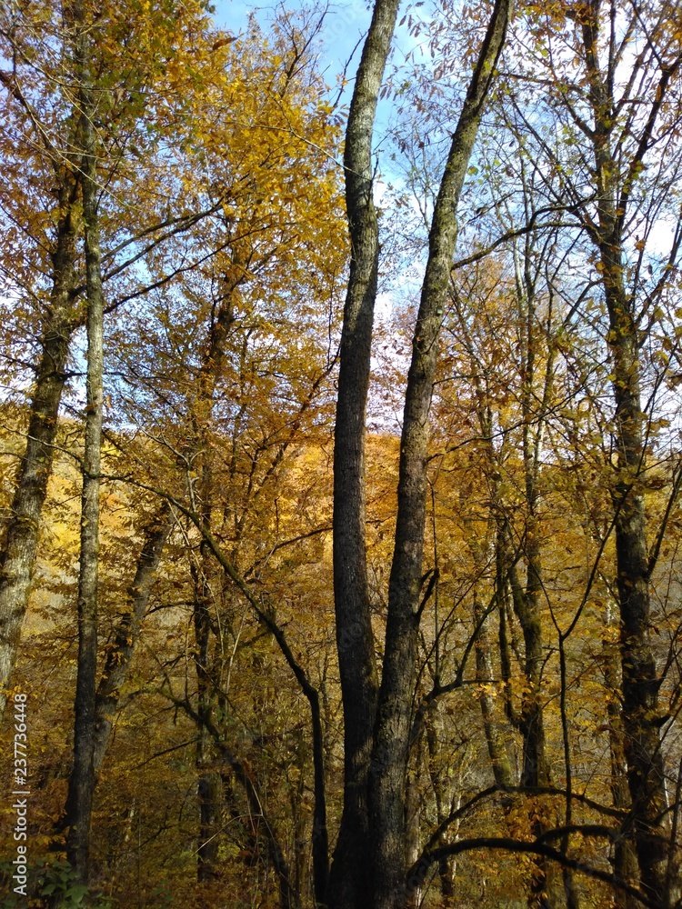 Obraz premium forest