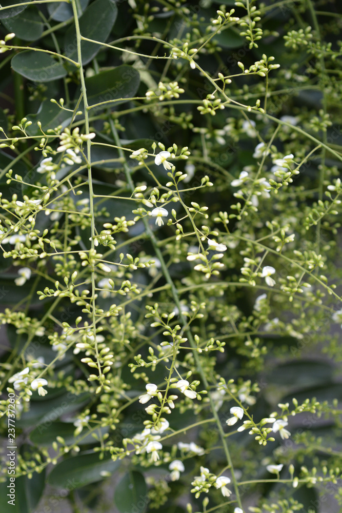 Weeping Japanese pagoda tree Weeping Japanese pagoda tree