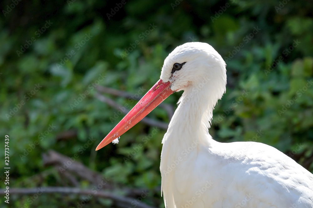 Fototapeta premium Cigogne