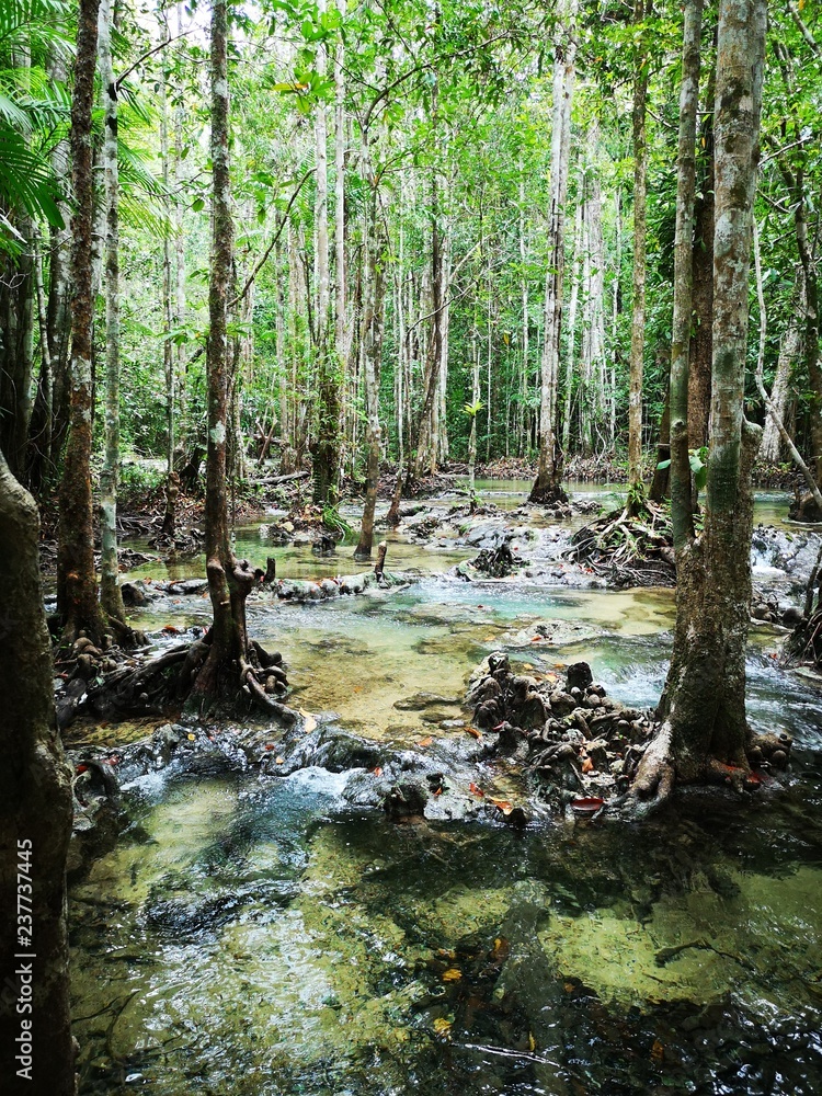 Obraz premium mountain river in the forest