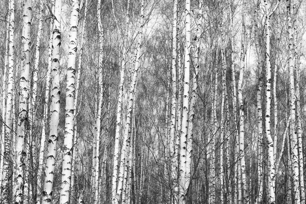 Fototapeta Czarno-białe zdjęcie czarno-białych brzóz w brzozowym gaju z korą brzozy między innymi brzozami zimą na śniegu