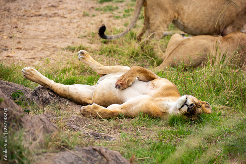 Fototapeta Naklejka Na Ścianę i Meble -  Cute sleeping lioness