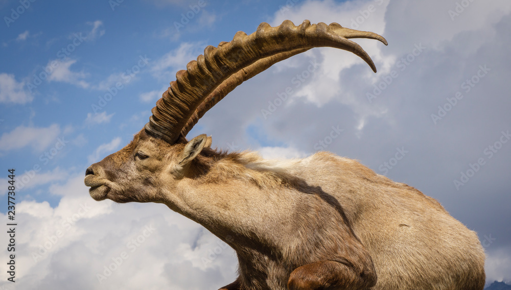 Portrait of an alpine ibex (capra ibex)