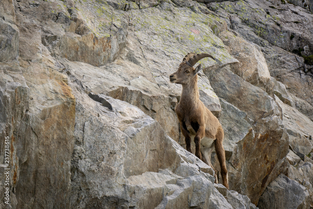 Naklejka premium Ibex on the rocks. Area of the top of Le Brevent. Alps.