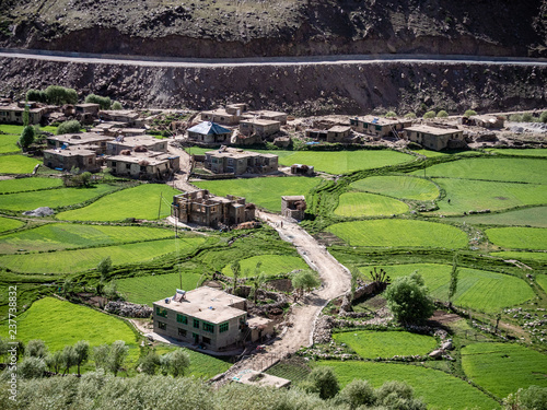 Rice Field in Zanskar, India