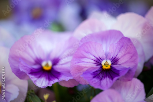close up of purple pansy flower growing in the spring garden - selective focus