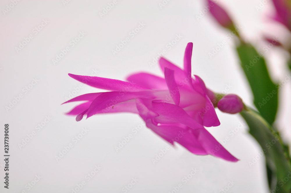 Naklejka premium pink flowers on white background