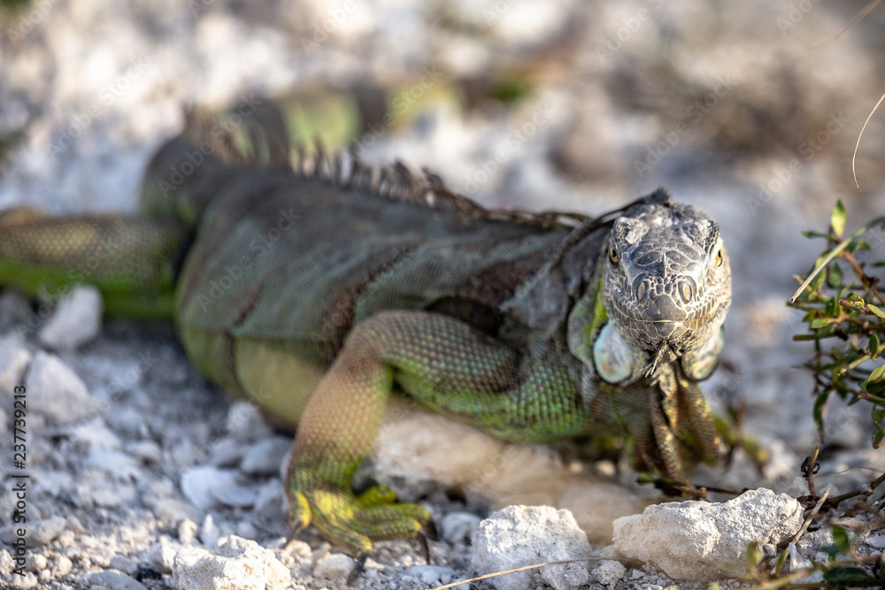 Fototapeta premium Leguan Nahaufnahme