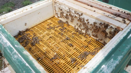 Beekeeper Lifitng Brood Chamber Frame photo